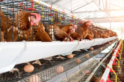 大切な家畜を守るために知っておきたい養豚・養鶏場の防鳥ネット対策