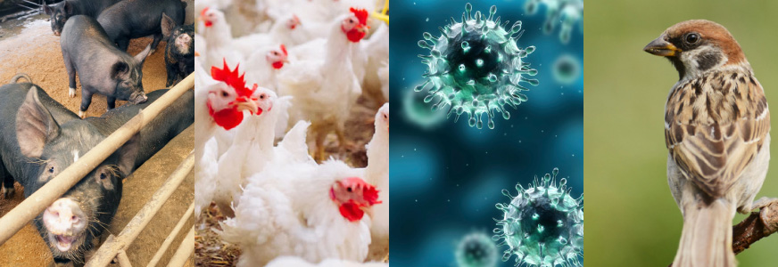 豚コレラ・鳥インフルエンザ等の感染症対策 《養豚・養鶏場》防鳥ネットの基本