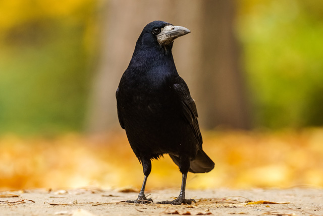 一度は見てみたい 佐賀の県鳥 カチガラス コウライガラス カササギ 鳥害タイムズ エドバンコーポレーション