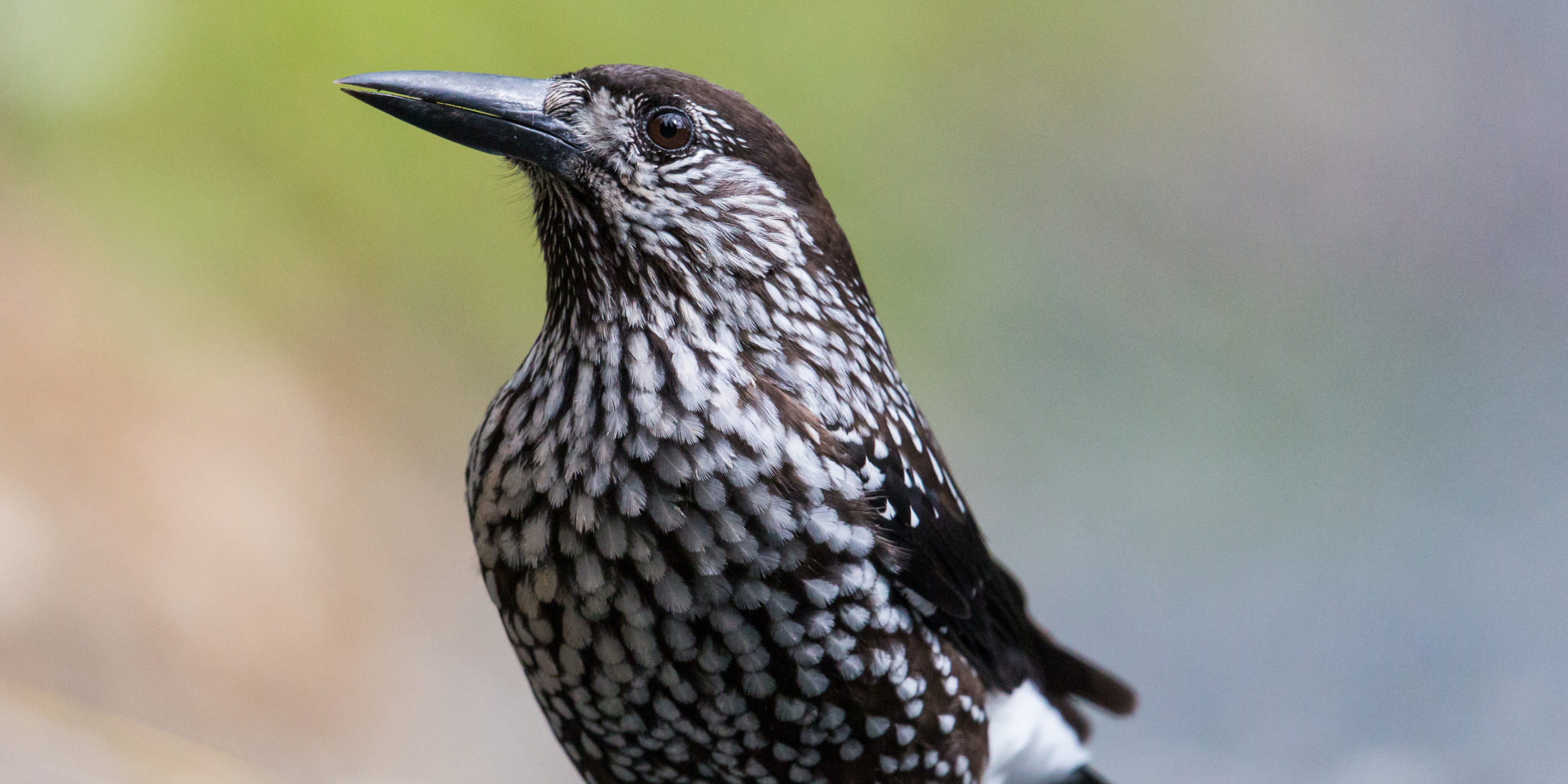 日本のカラスの種類、7種全ての特徴をご紹介！