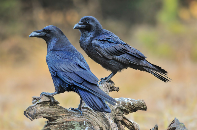 日本のカラスの種類 7種全ての特徴をご紹介 ハシブトカラス ハシボソカラス等 鳥害タイムズ エドバンコーポレーション