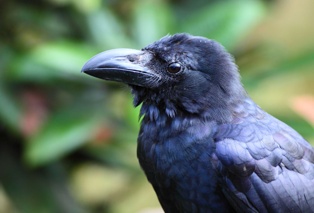 カラス 鳴き声 種類