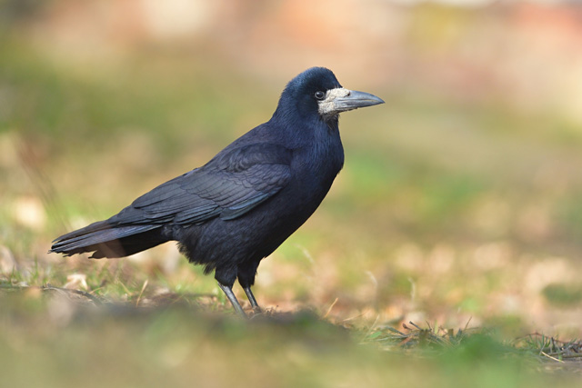 日本のカラスの種類 7種全ての特徴をご紹介 ハシブトカラス ハシボソカラス等 鳥害タイムズ エドバンコーポレーション