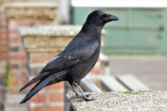 カラス 鳴き声 種類