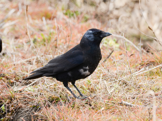 日本のカラスの種類 7種全ての特徴をご紹介 ハシブトカラス ハシボソカラス等 鳥害タイムズ エドバンコーポレーション