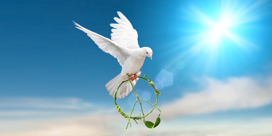 ハトが平和の象徴とされるのはなぜ？