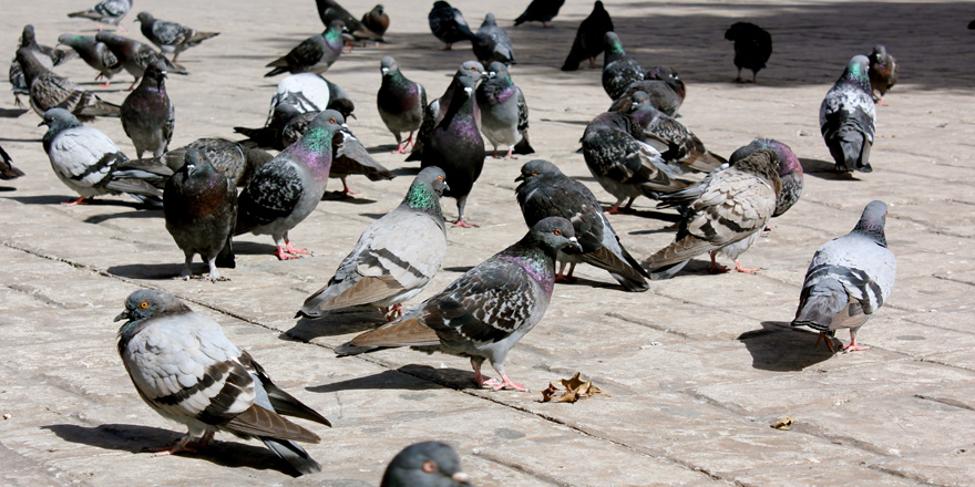 鳩 の フン かかっ た