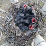 重要！繁殖期のカラスへの注意点