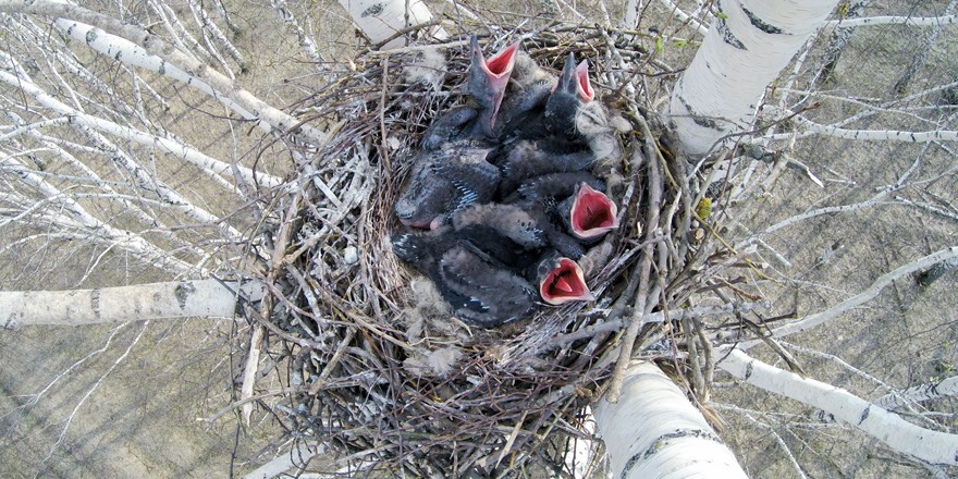 重要 繁殖期のカラスへの注意点 ハシブトガラス ハシボソガラス 威嚇 ヒナ 電柱 鳥害タイムズ エドバンコーポレーション