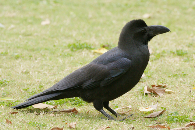 種類 カラス 鳴き声