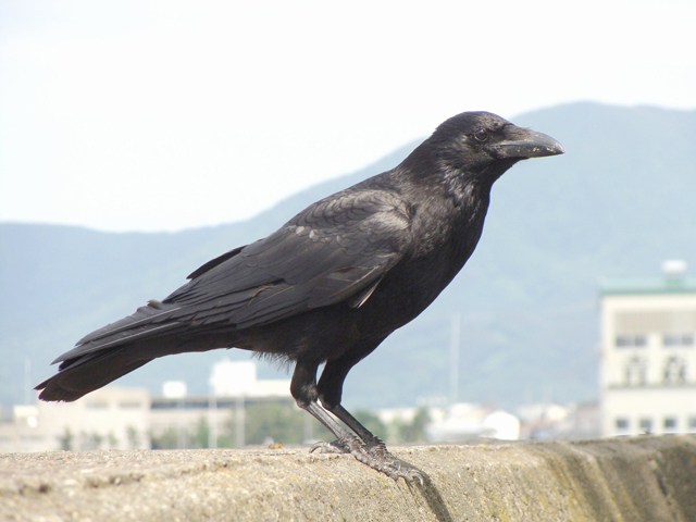 重要 繁殖期のカラスへの注意点 ハシブトガラス ハシボソガラス 威嚇 ヒナ 電柱 鳥害タイムズ エドバンコーポレーション