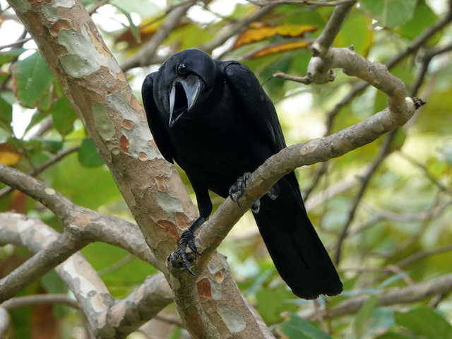 重要 繁殖期のカラスへの注意点 ハシブトガラス ハシボソガラス 威嚇 ヒナ 電柱 鳥害タイムズ エドバンコーポレーション