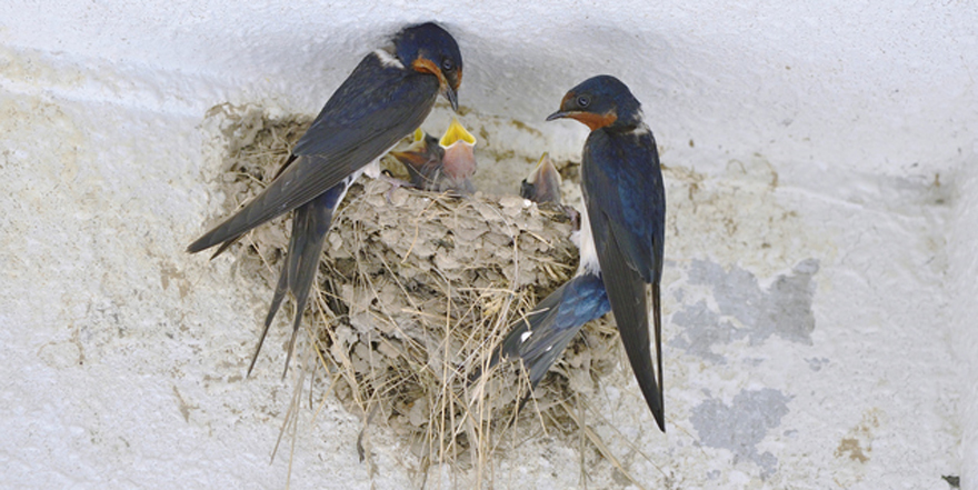 ツバメ の巣作り 幸運を招く でも困る 渡り鳥 益鳥 昆虫 ねぐら 群れ 巣 ヒナ 卵 鳥害タイムズ エドバンコーポレーション