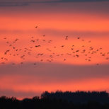 カラスの集団ねぐら。その時期や理由、対策を解説！