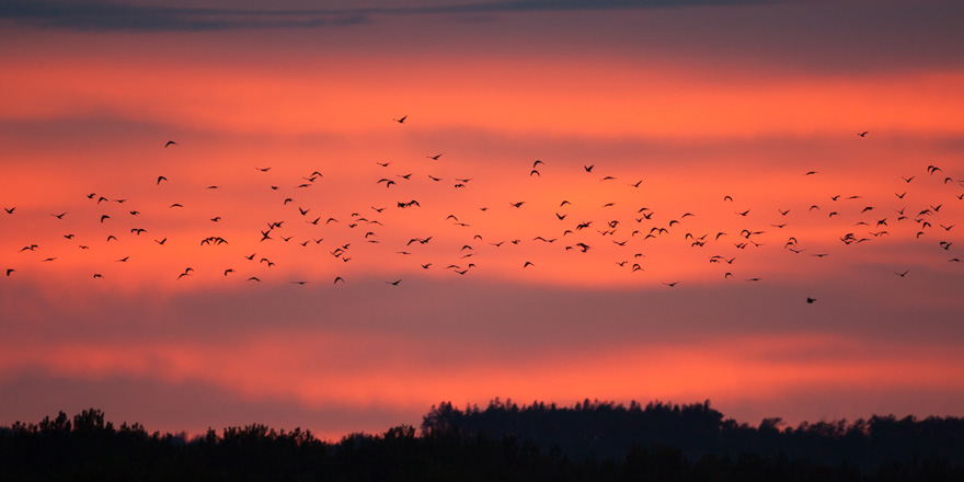 カラスの集団ねぐら。その時期や理由、対策を解説！