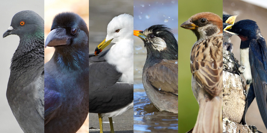 鳥害対策 主要6種の基本と防鳥法　ハト/カラス/カモメ/ムクドリ/スズメ/ツバメ