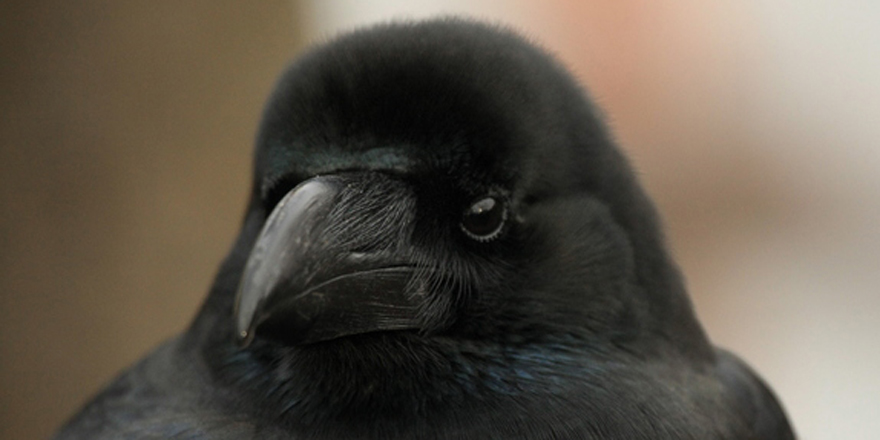 スピリチュアル 鳴く 夜 カラス