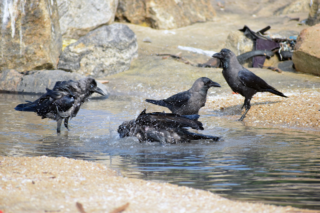 夜 に カラス が 鳴く スピリチュアル