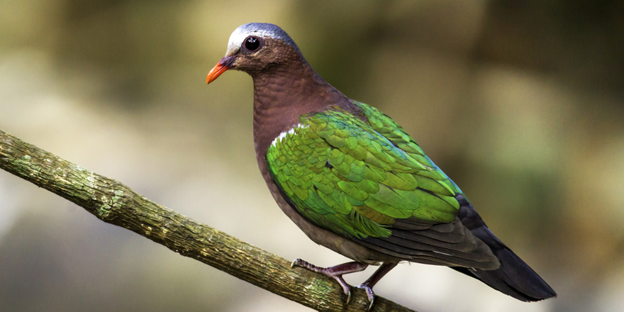 鳥に嫌われる人