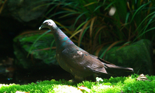 日本のハトの種類 主な７種の特徴をご紹介 ドバト キジバト キンバト等 鳥害タイムズ エドバンコーポレーション