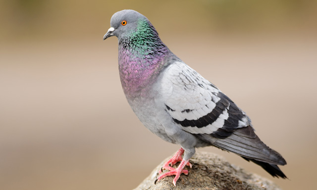 日本のハトの種類 主な７種の特徴をご紹介 ドバト キジバト キンバト等 鳥害タイムズ エドバンコーポレーション