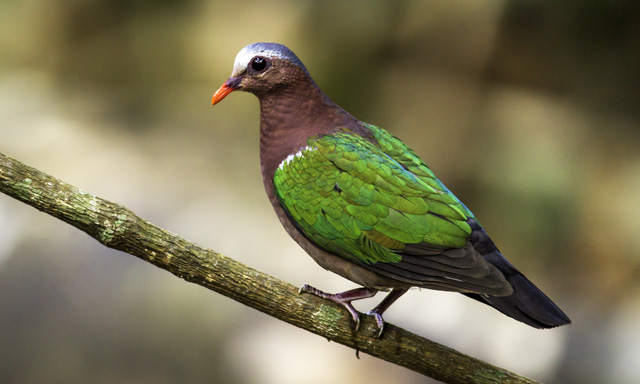 日本のハトの種類 主な７種の特徴をご紹介 ドバト キジバト キンバト等 鳥害タイムズ エドバンコーポレーション