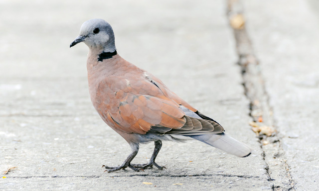 日本のハトの種類 主な７種の特徴をご紹介 ドバト キジバト キンバト等 鳥害タイムズ エドバンコーポレーション