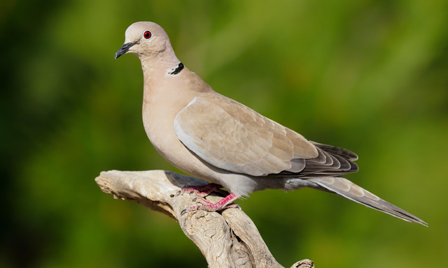 日本のハトの種類 主な７種の特徴をご紹介 ドバト キジバト キンバト等 鳥害タイムズ エドバンコーポレーション