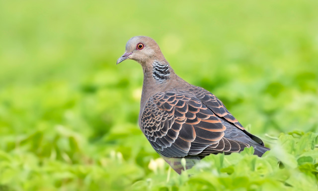 日本のハトの種類 主な７種の特徴をご紹介 ドバト キジバト キンバト等 鳥害タイムズ エドバンコーポレーション