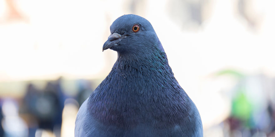 ハトの習性と生態を知ろう　ハトってどんな鳥？