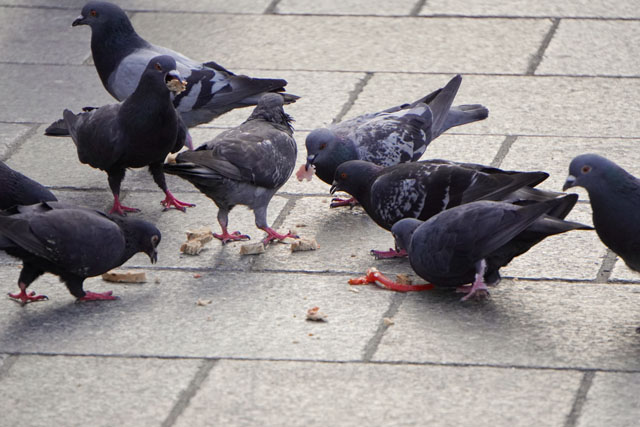 ハトの習性と生態を知ろう ハトの一日に密着 鳥害タイムズ エドバンコーポレーション