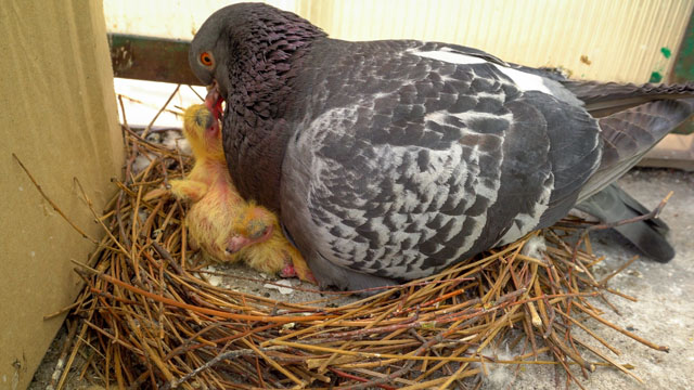 ハトの習性と生態を知ろう ハトの一日に密着 鳥害タイムズ エドバンコーポレーション