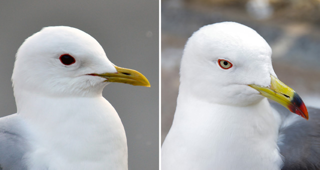 カモメとウミネコの違いは 鳴き声や見分け方を知りたい 鳥害タイムズ エドバンコーポレーション