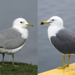 カモメとウミネコの違いは？鳴き声や見分け方を知りたい！