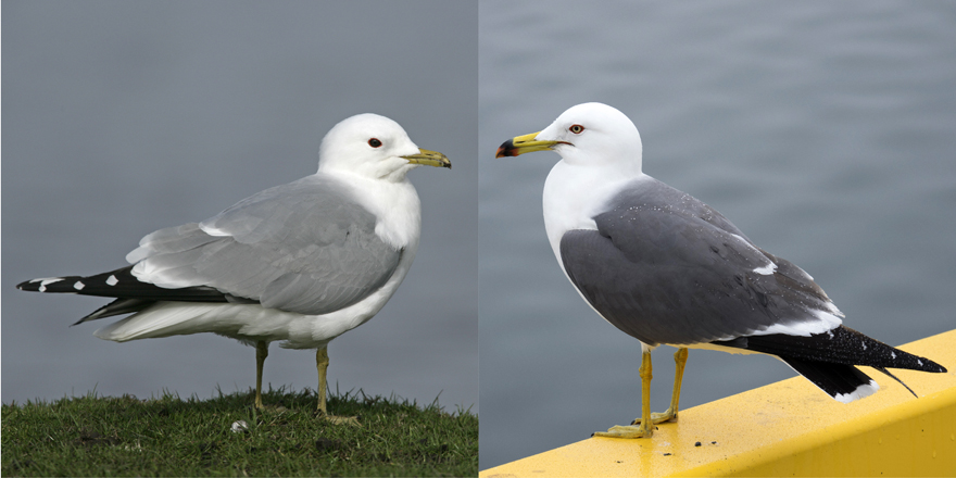 カモメとウミネコの違いは？鳴き声や見分け方を知りたい！