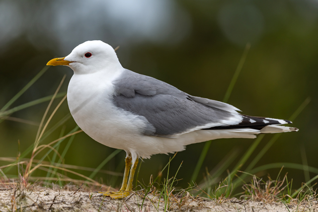 カモメとウミネコの違いは 鳴き声や見分け方を知りたい 鳥害タイムズ エドバンコーポレーション