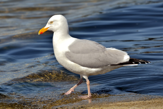 日本のカモメ 代表的な8種の特徴をご紹介 シロカモメ ワシカモメ オオセグロカモメ セグロカモメ ウミネコ カモメ ユリカモメ ミツユビカモメ 鳥害タイムズ エドバンコーポレーション