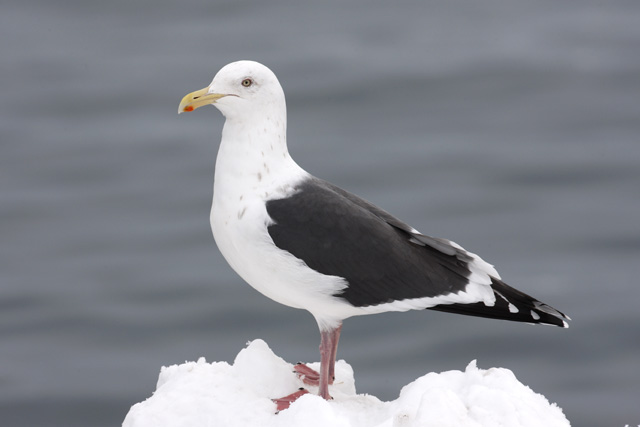 50 カモメ 鳴き声 フリー