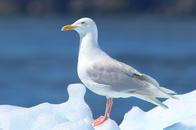 50 カモメ 鳴き声 フリー