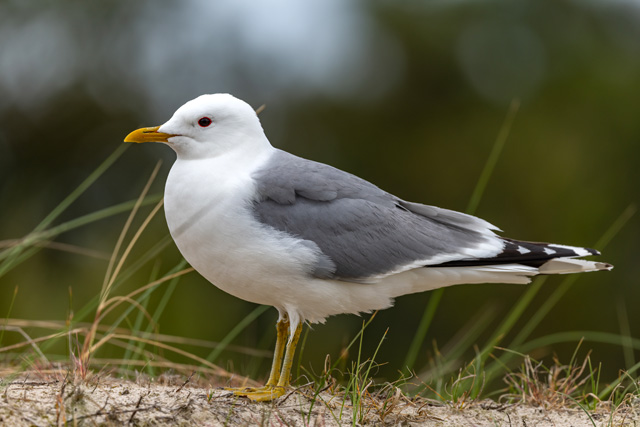 50 カモメ 鳴き声 フリー