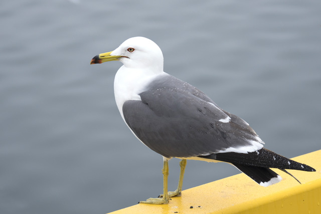 50 カモメ 鳴き声 フリー