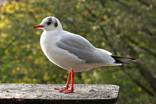 50 カモメ 鳴き声 フリー