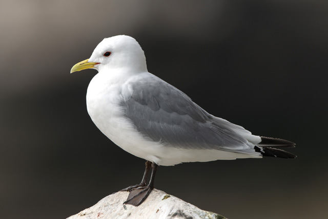 50 カモメ 鳴き声 フリー