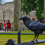 ロンドン塔に住む名物カラスの失踪で英国が崩壊危機？