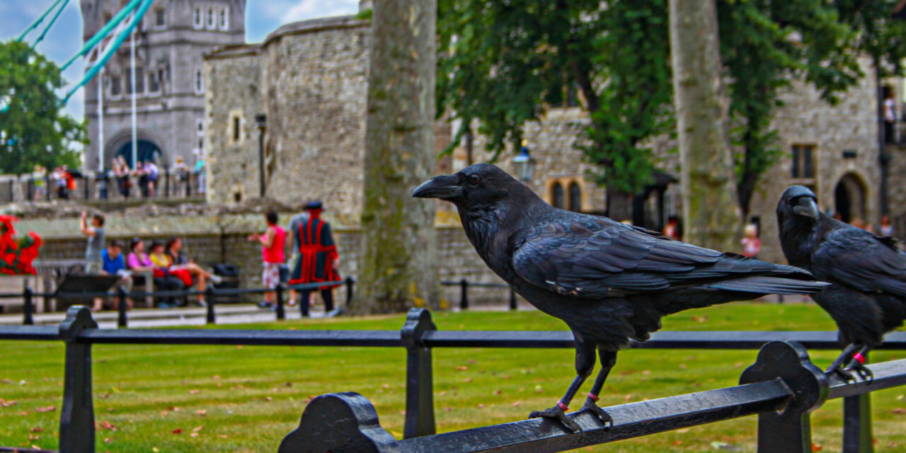 ロンドン塔の名物カラスが失踪 囁かれる 王国の崩壊伝説 世界遺産 観光名所 レイブンマスター ワタリガラス 飼育 鳥害タイムズ エドバンコーポレーション