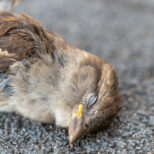 全国各地で起きている鳥の大量死の謎