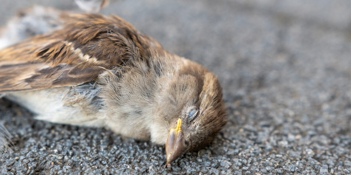 全国各地で起きている鳥の大量死の謎