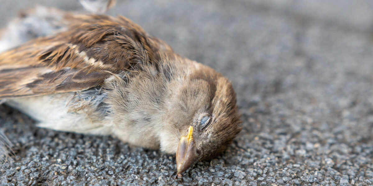 全国各地で起きている鳥の大量死の謎 ドバト カラス スズメ 海鳥 農薬 伝染病 鳥インフルエンザ 感染 殺鼠剤 災害 鳥害タイムズ エドバンコーポレーション