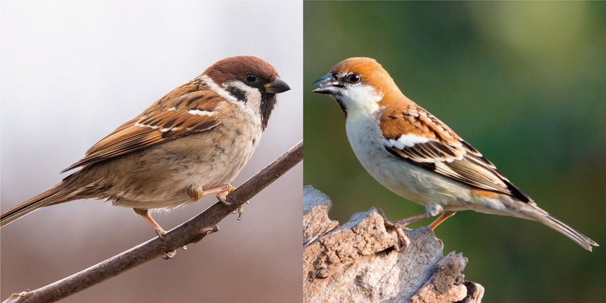 日本のスズメの種類 主な2種の特徴をご紹介 ニュウナイスズメ 益鳥 減少 猛禽類 個体数 種子 昆虫 鳥害タイムズ エドバンコーポレーション