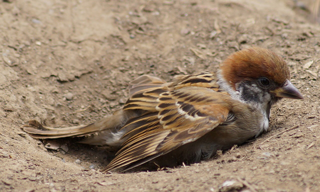 日本のスズメの種類 主な2種の特徴をご紹介 ニュウナイスズメ 益鳥 減少 猛禽類 個体数 種子 昆虫 鳥害タイムズ エドバンコーポレーション